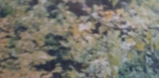 ULTIMA ORĂ L-ați văzut? Anunțați imediat Poliția!