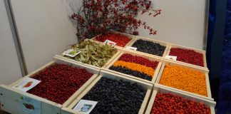 Romsilva scoate la vânzare, prin licitație electronică, peste 2.700 de tone de fructe de pădure