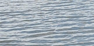 FOTO-VIDEO O familie de lebede au făcut deliciul pescarilor pe o baltă din Mândrești