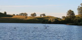 Frumusețea naturii: lebede pe lacul din Vintileasca