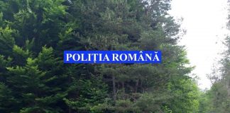 Bărbat rănit grav după ce a fost lovit în cap de un copac, într-o pădure din Nistorești