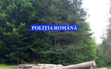 Bărbat rănit grav după ce a fost lovit în cap de un copac, într-o pădure din Nistorești