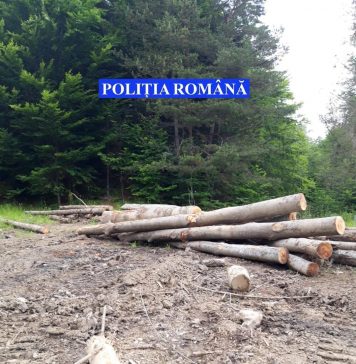 Bărbat rănit grav după ce a fost lovit în cap de un copac, într-o pădure din Nistorești