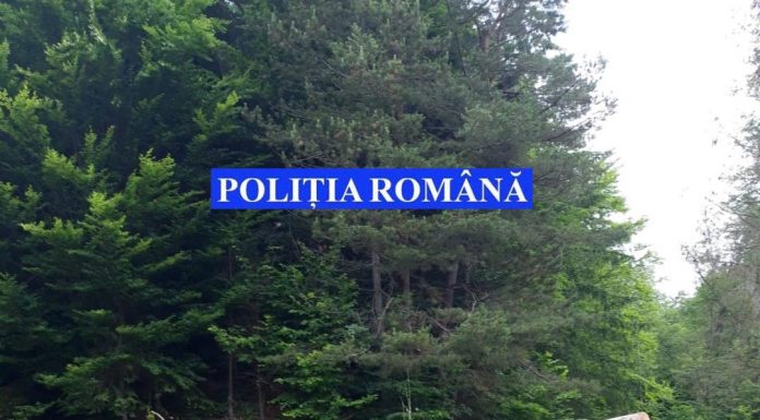 Bărbat rănit grav după ce a fost lovit în cap de un copac, într-o pădure din Nistorești