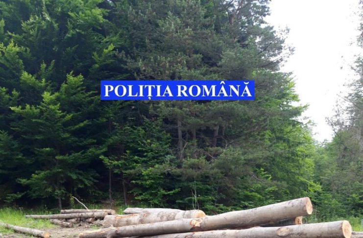 Bărbat rănit grav după ce a fost lovit în cap de un copac, într-o pădure din Nistorești