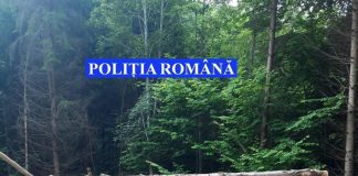 Confiscări de lemne și amenzi în sectorul silvic