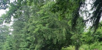 Garda Forestieră Focșani, acțiune de control la un agent economic din Buzău