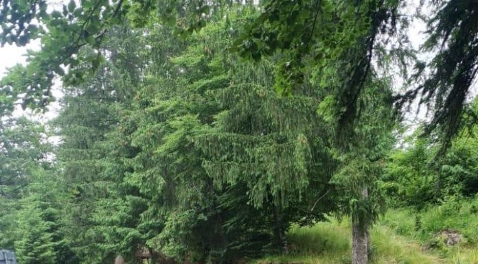 Garda Forestieră Focșani, acțiune de control la un agent economic din Buzău