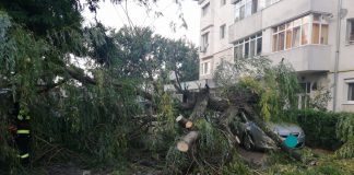FOTO VIDEO Un copac a căzut peste două autoturisme în Focșani