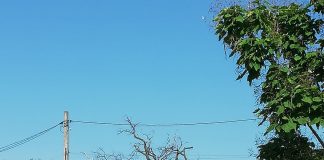 Circulație blocată pe Strada Măgura. Pompierii taie un stejar uscat, declarat monument istoric