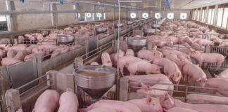 Ajutoare financiare de aproape 130 milioane lei pentru crescătorii de porci și de păsări