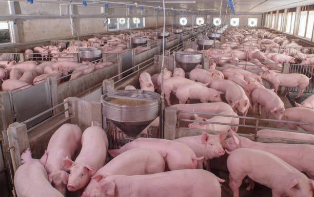 Sprijin financiar pentru crescătorii de suine și bovine – cererile vor putea fi depuse începând cu 1 septembrie