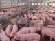 Sprijin financiar pentru crescătorii de suine și bovine – cererile vor putea fi depuse începând cu 1 septembrie PAAAAA1BMVEWurq51dlI4AAAAAXRSTlMmkutdmwAAAA5JREFUKM9jGAWjYJABAAKUAAHoEAeuAAAAAElFTkSuQmCC