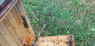 FOTO Ursul s-a ”abonat” la stupii din Broșteni