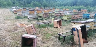 FOTO Moș Martin a dat iama, din nou, la stupii din Broșteni