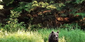 VIDEO Ursul ”supraveghează” traficul între Greșu și Ojdula