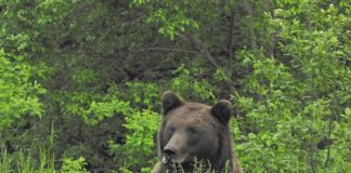 E lege: urșii periculoși vor putea fi împușcați mai ușor