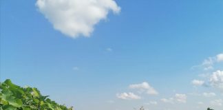 Verificări ale inspectorilor Direcției Agricole la viticultorii incluși în Programul de reconversie