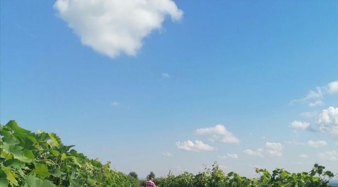 În atenția viticultorilor vrânceni: mai pot depune cererile de plată pentru asigurarea recoltei până la 15 octombrie