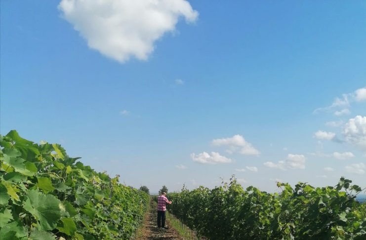 În atenția viticultorilor vrânceni: mai pot depune cererile de plată pentru asigurarea recoltei până la 15 octombrie