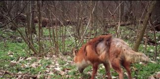 Vulpe plină de râie, salvată de voluntarii ACDB