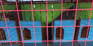 FOTO 21 de câini adoptați în weekend, de la padoc