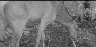 VIDEO Cerb surprins noaptea de o cameră de monitorizare a faunei din Munții Vrancei