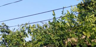 VIDEO-FOTO Vântul a doborât un copac peste o casă, la Doaga