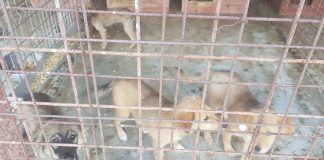 Iubiți și câinii vagabonzi! Târg de adopție, astăzi, la padocul de la Golești