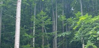 Peste 2.500 ha de fond forestier din Covasna au fost readuse în proprietatea publică a statului