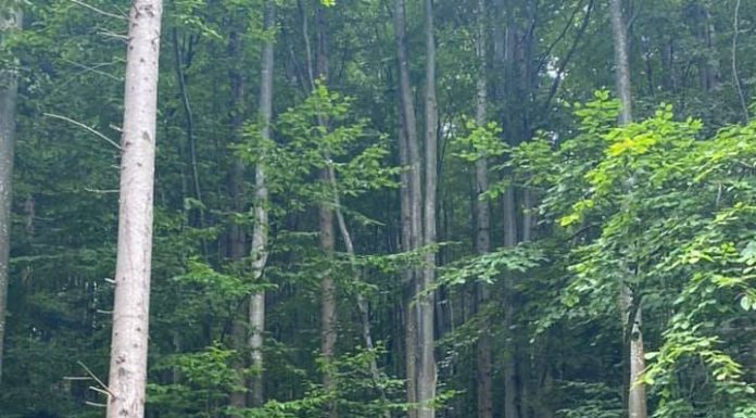 Peste 2.500 ha de fond forestier din Covasna au fost readuse în proprietatea publică a statului