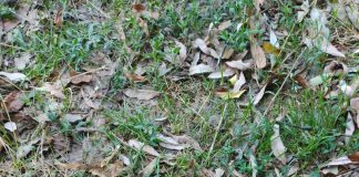 Proiectil descoperit în comuna Soveja