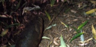 Muniție de război descoperită la Pufești și Câmpuri