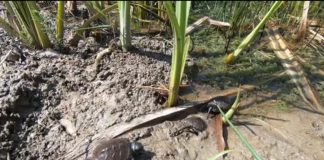 O țestoasă lovită de mașină a murit, nu înainte de a lăsa ouăle din care au eclozat șase pui