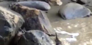 VIDEO Spectacolul naturii, cu 3 vidre în prim-plan