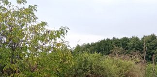 FOTO Copii ocrotiți de la Centrul de Asistență și Sprijin, la cules în grădina de zarzavat ecologic