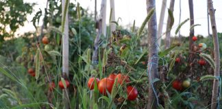 ACDB s-a apucat de grădinărit, dar nu oricum…