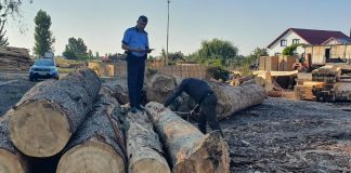 IPJ Vrancea: amenzi și confiscări de lemne în urma controalelor din sectorul silvic, de săptămâna trecută