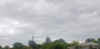 Deținătorii de câini periculoși, verificați de Poliția Animalelor. Câte amenzi au fost date