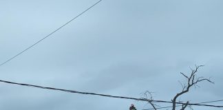 FOTO Stradă din Focșani blocată. Pompierii taie un copac aflat în stare de degradare