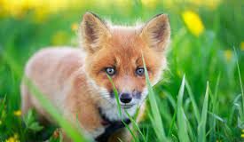 VIDEO   Un pui de vulpe jucăuș a ”pozat” ca un mic star