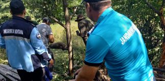 FOTO VIDEO Urs, eliberat dintr-un gard în care a rămas blocat