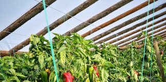 Verificări la cultivatorii de legume în sere și solarii, care au solicitat ajutor de minimis