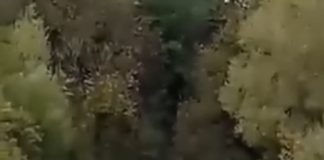 Imagini șocante: cum s-au luptat oamenii cu ursul, ieri, la Câmpuri