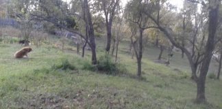 Câinii și pisicile fără stăpân, o problemă și la Vintileasca