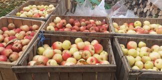 FOTO O bătrână a donat 4.000 de kilograme de mere copiilor ocrotiți și vârstnicilor din centrele DGASPC