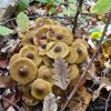 ghebe ciuperci 1