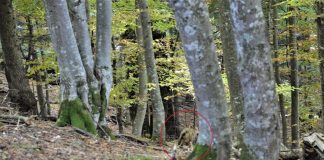 Poveste adevărată, cu un lup și un căprior, din Munții Vrancei