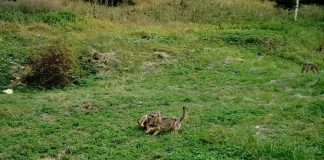 VIDEO Lupi la joacă, în Munții Vrancei