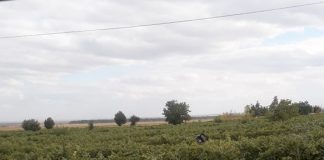 O mașină a ajuns în mijlocul viei, la ieșirea din Obrejița